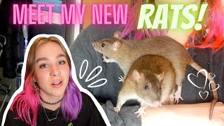 ADOPTING MY NEW RATS VLOG // 1st week
