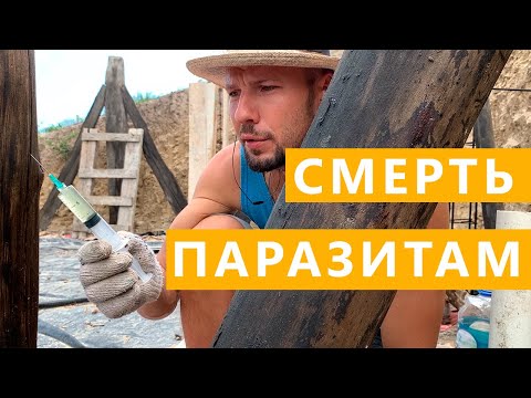 ☠ВАКЦИНА ОТ КОРОЕДА. СЪЕЛИ ДЕРЕВО. Как избавиться от вредителей?