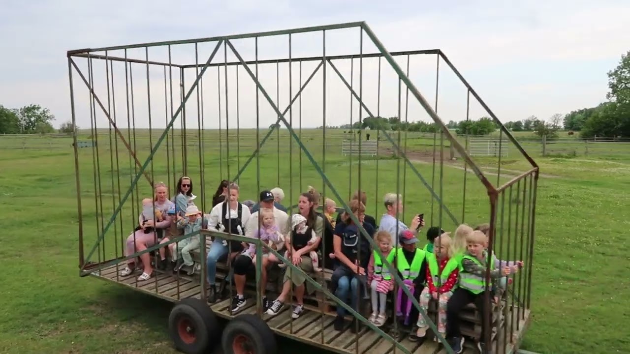 Kosläpp Vellinge ängar 31 maj 2024 – Gjord med Clipchamp