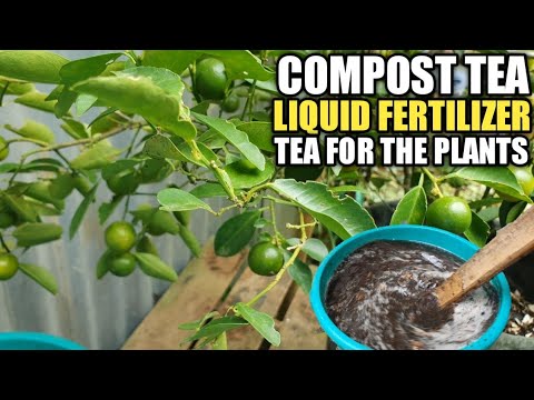 Video: Compost Tea Application: Alamin Kung Paano Gumamit ng Compost Tea Sa Hardin