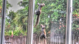 Creepy Squirrels Hanging on Screens