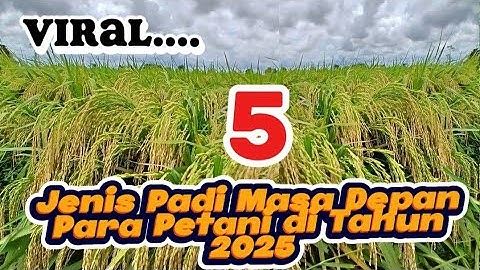 5 Benih Padi Unggulan Yang Lagi Viral di Tahun 2025