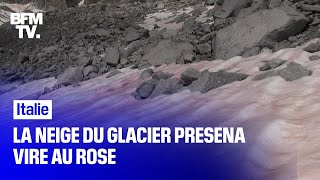 En Italie, la neige d'un glacier vire au rose à cause d'une algue