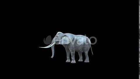 4K Elephant Eat | Motion Graphics - Envato elements