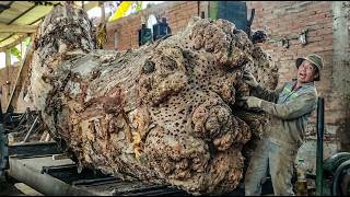 The Most Satisfying Trembesi Cutting Process Ever Recorded