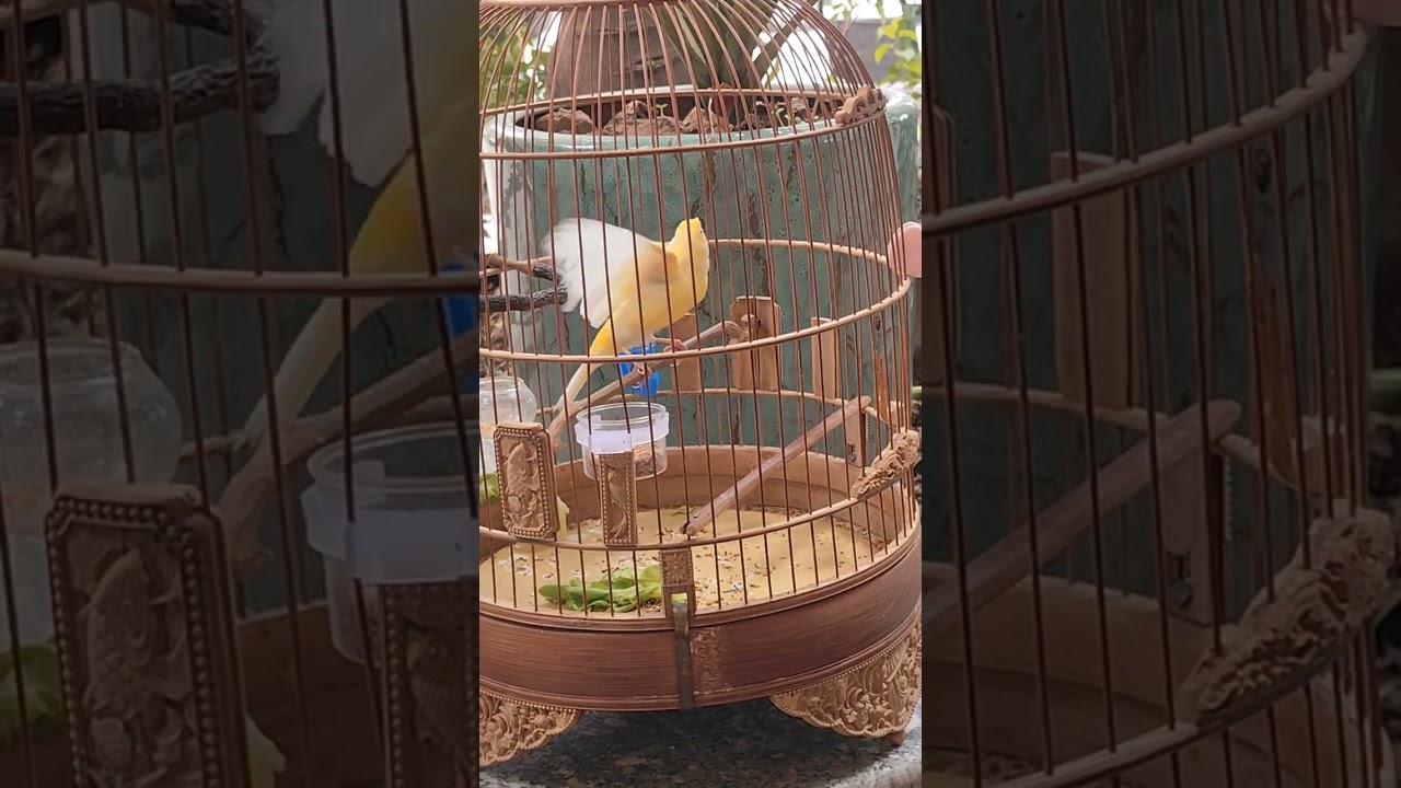 Chim Hoàng yến hót căng