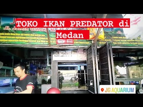 TOKO IKAN HIAS & PREDATOR JG AQUARIUM MEDAN || PASAR IKAN HIAS || Fish Lovers !!