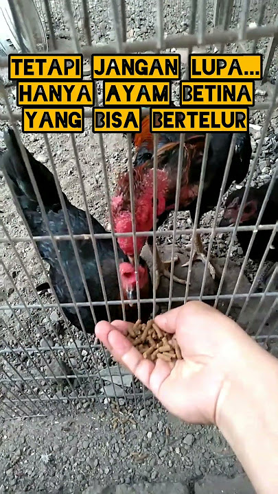 motivasi hidup dari sepasang ayam#motivasi#shorts