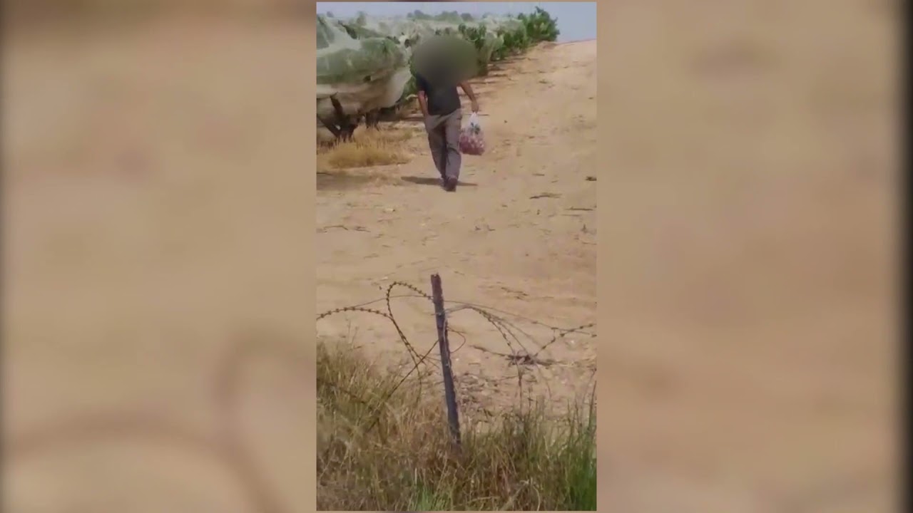 שוד לאור יום ממטע נקטרינות