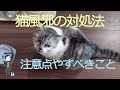 猫風邪の対処法 - Cats caught a cold