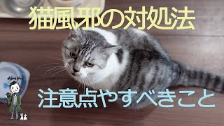 猫風邪の対処法 - Cats caught a cold