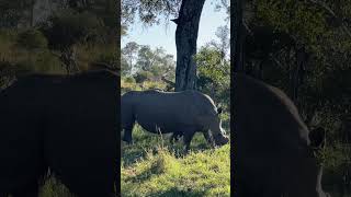 Massive Rhino bull #shorts #rhino #africa