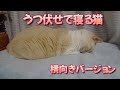 うつ伏せで寝る猫（横向きバージョン）