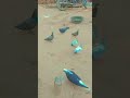 kam kya kartia ho  ham  🕊️ you toube short 📸