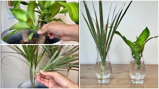 #137 : Common Indoor Plants That Are Easy to Propagate at Home | Corn Plant & Dragon Tree