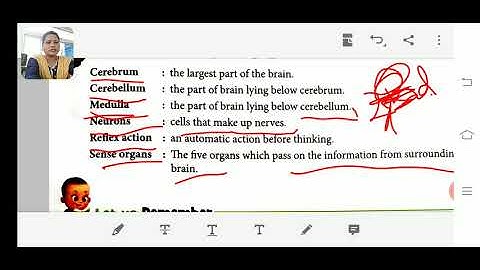 Class 5 science chapter 4 nervous system and sense organs word meaning explanation
