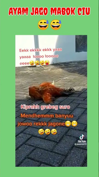 AYAM JAGO MABOK CIU nih mah 😅😅😅