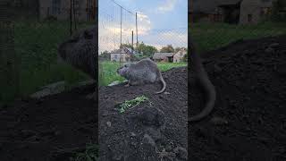 Царь гори.Бобер на волі. #відео #бобер #нутрії