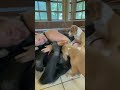 BULLY PUPS PLAY WITH CHIMPANZEE
