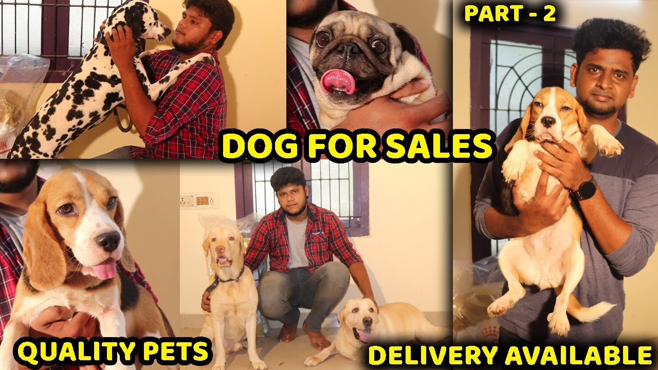 DOG FOR SALES /QUALITY PETS/Beagle/ lab/Dalmatian/part2/PUPPY SALES