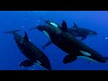 Swimming with Killers whales in Bora Bora