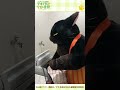 洗濯物を取り出す大きい猫（諭吉） #Shorts