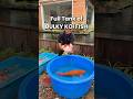 Full Tank Of BULKY KOI FISH Koi Koifish Koifarm Nishikigoi Koipond 