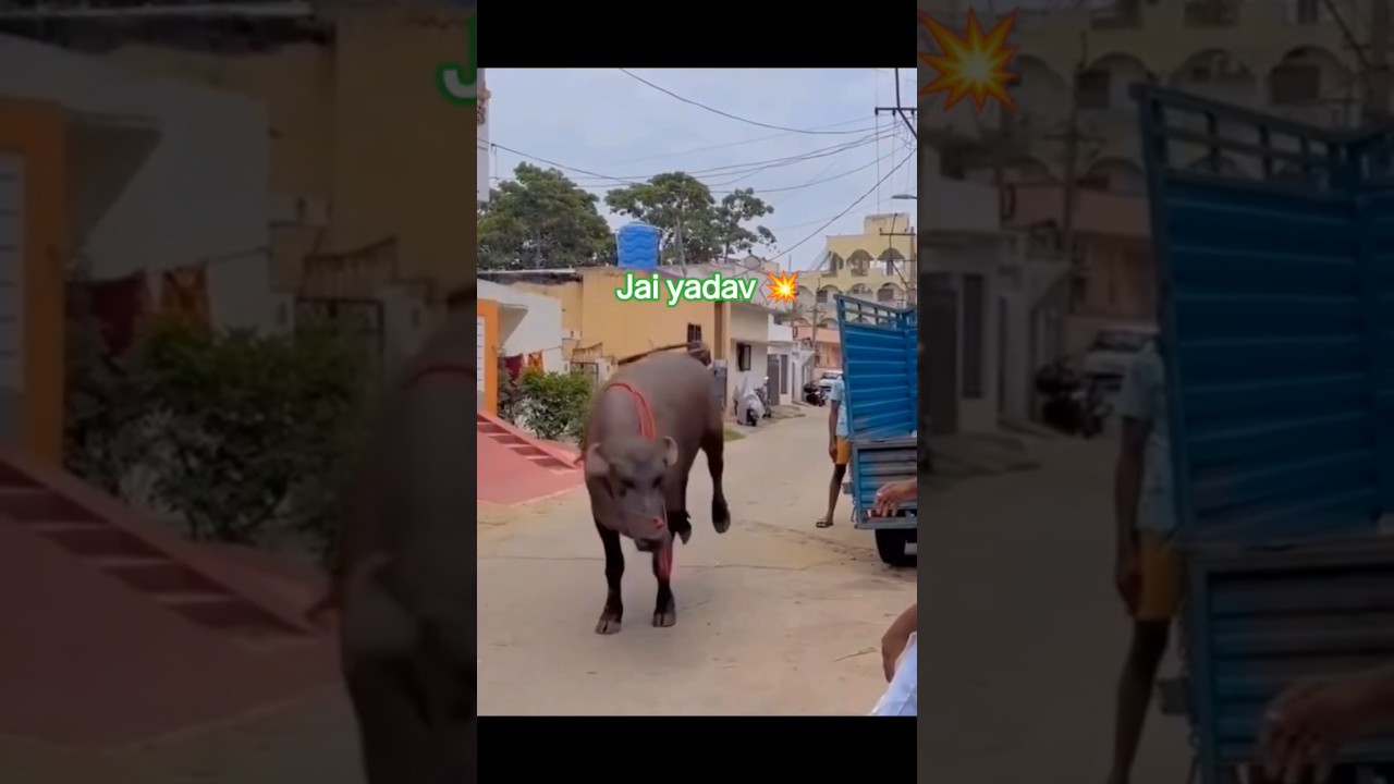 Yadav ka sadar song 🚩