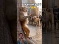 जब चारों तरफ से कुत्ते घेरे तब क्या करना चाहिए?👀🤣#monkey #dog #funny #animals #cute #viralvideo