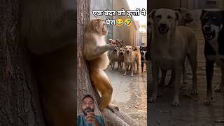 जब चारों तरफ से कुत्ते घेरे तब क्या करना चाहिए?👀🤣#monkey #dog #funny #animals #cute #viralvideo
