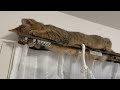 イライラしていた子猫が最後にとった行動がこちらですｗｗ