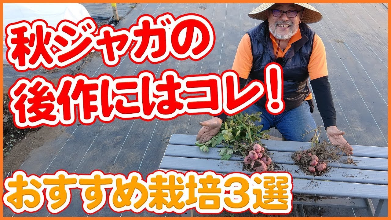 秋じゃがいも栽培の後作はこれ 家庭菜園や農園で連作障害を気にせず楽しめるおすすめ野菜栽培３選 農園ライフ Youtube