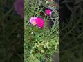 Portulaca plant mai flowering suru #summer flower portulaca #garden #gardenflowers # terrace garden