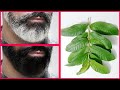 White beard to black naturally permanently with guava leaves | 100% Working At Home