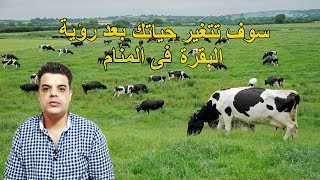 تفسير رؤية البقرة فى الحلم - وهكذا سوف تتغير حياتك بعد رؤية البقرة فى المنام !