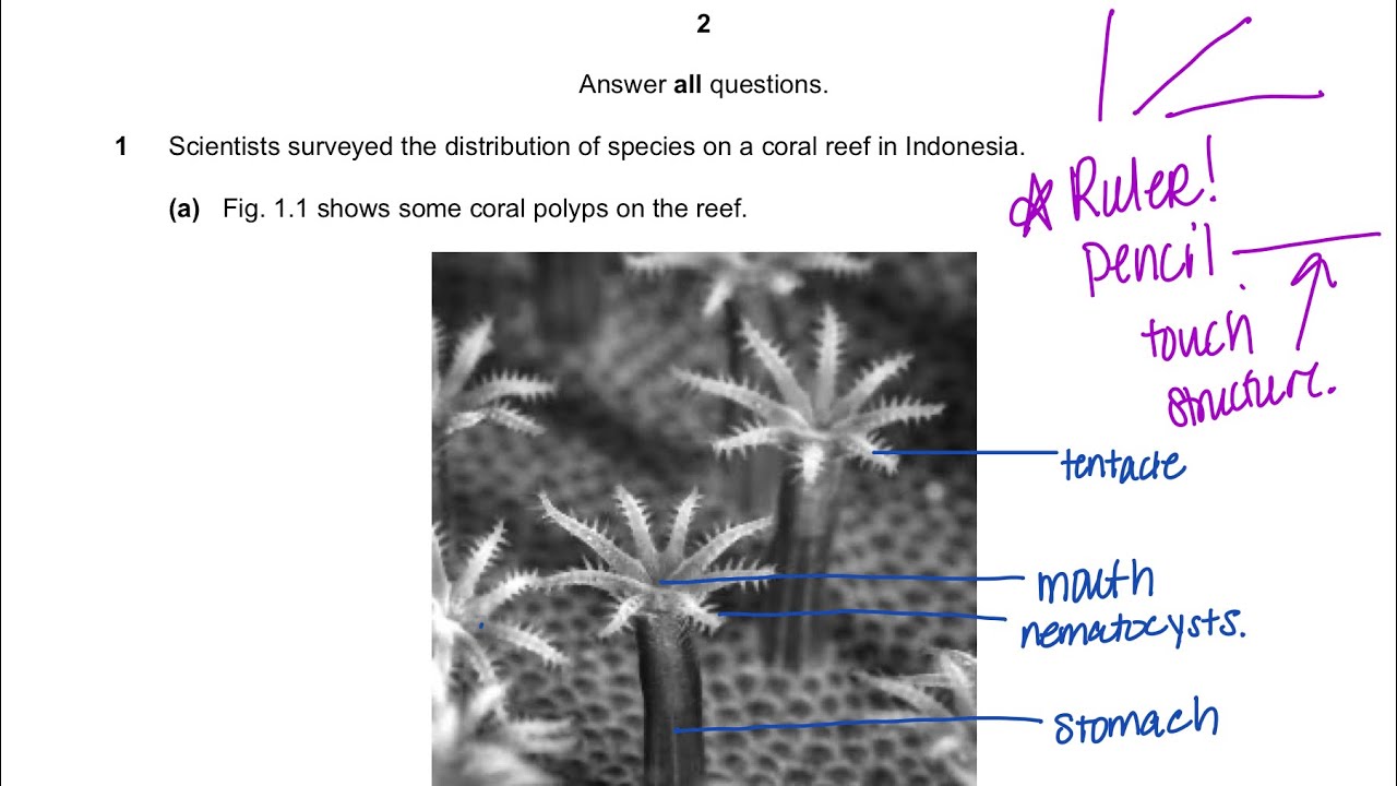 AICE Marine Science AS Specimen Paper 2; Question 1 YouTube