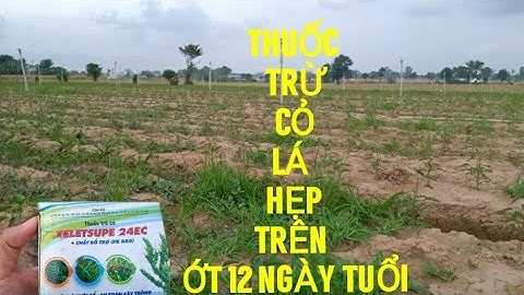 XỬ LÍ CỎ BÔNG CỎ LÁ HẸP TRÊN ỚT 12 NGÀY TUỔI