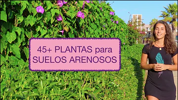 ¿Las plantas crecen mejor en suelos arenosos o arcillosos?