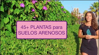 ¿Qué PLANTAR en suelo ARENOSO?