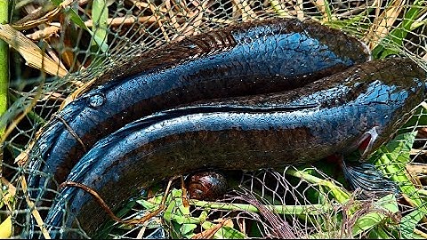 Săn cá Lóc Đồng Ở Vùng Biên Giới Một Mình Trúng Mẻ Cá Lớn Đầy Giỏ