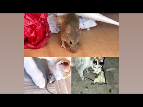 KEDİNİN FARE AVI #catvideos #cat #mouse #kedi #fare