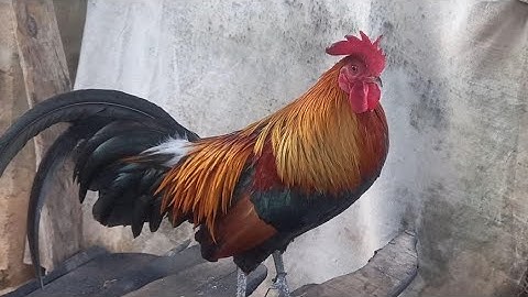 qaib dib mos 02054447366