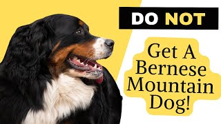 10 Reasons You Should NOT Get A Bernese Mountain Dog