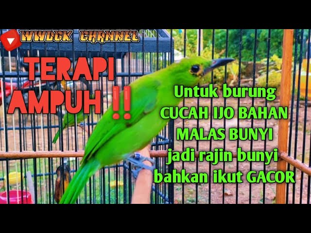 TERAPI AMPUH‼️untuk burung CUCAK IJO Bahan langsung nyaut dan bunyi gacor class=