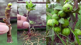 Growing Apple Trees from Cuttings: A Simple and Effective Method