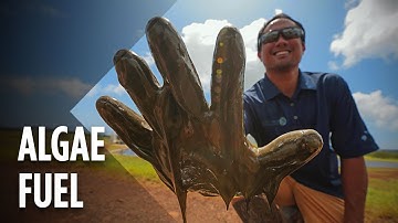 How Algae Could Change The Fossil Fuel Industry