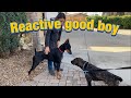 See major changes with a reactive dog//private session