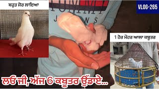 ਲਓ ਜੀ, ਅੱਜ 5 ਨਵੇਂ ਕਬੂਤਰਾਂ ਦੀ Deworming ਕਰਤੀ|| 1 ਹੋਰ ਮੋਹਰ💮ਵਾਲਾ ਕਬੂਤਰ ਫੜ ਕੇ ਦਿੱਤਾ|| ਦੇਖੋ ਸਾਰਾ vlog