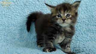 HIKARU (FEMALE) // BABY KITTEN (5 WEEK) // MAINECOON POLYDACTYL 6666 by MuliaCoon Cattery 608 views 2 years ago 2 minutes, 35 seconds