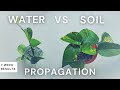 Water vs Soil Propagation: 7 Week Comparison with Pothos | Should I propagate in water or soil?